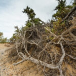 Nature morte du XVIIe siècle mettant en valeur reflets métalliques, clair‑obscur et palette monochrome dans une composition élégante et raffinée.