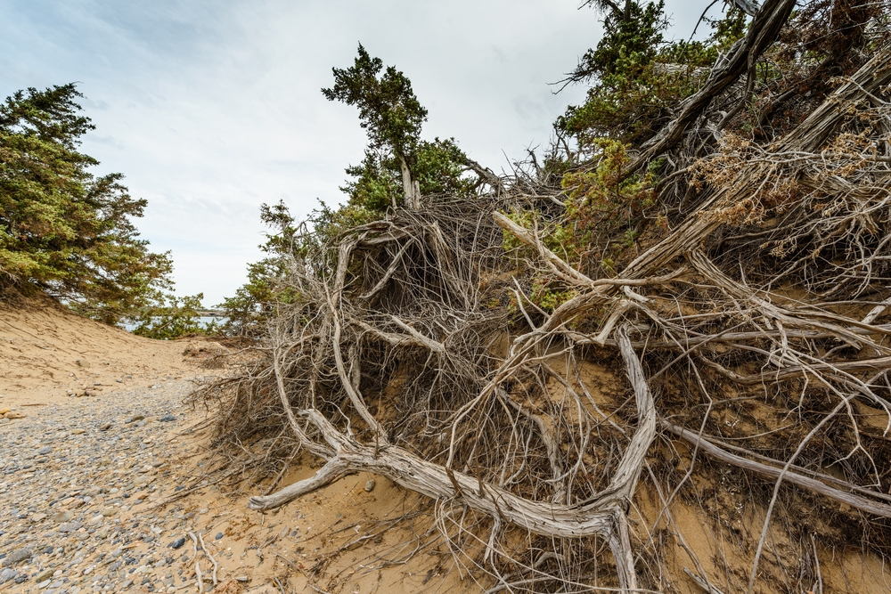 Nature morte du XVIIe siècle mettant en valeur reflets métalliques, clair‑obscur et palette monochrome dans une composition élégante et raffinée.