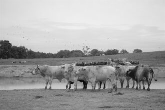 Hall du Salon de l’agriculture 2026 sans bovins, enclos vides et visiteurs déconcertés, illustrant la crise sanitaire et le malaise du monde rural.