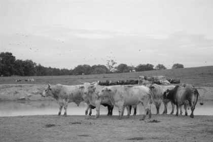 Hall du Salon de l’agriculture 2026 sans bovins, enclos vides et visiteurs déconcertés, illustrant la crise sanitaire et le malaise du monde rural.