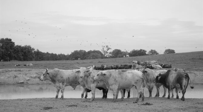 Hall du Salon de l’agriculture 2026 sans bovins, enclos vides et visiteurs déconcertés, illustrant la crise sanitaire et le malaise du monde rural.