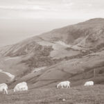 Découvrez Sheep’s Head, péninsule sauvage du comté de Cork, entre falaises, sentiers côtiers et villages chaleureux, un joyau préservé pour les marcheurs.
