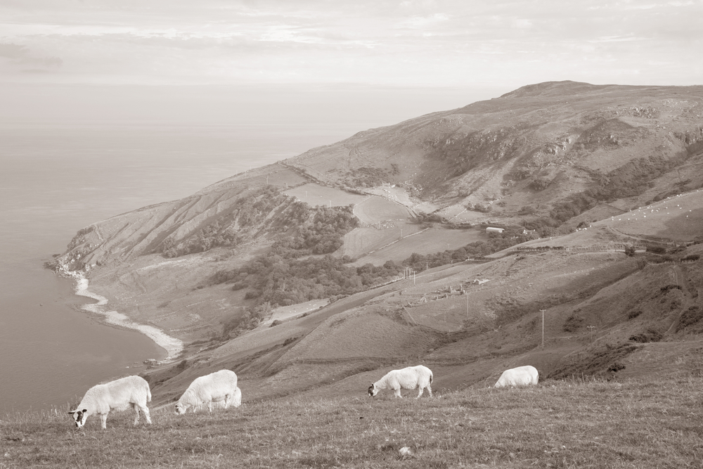 Découvrez Sheep’s Head, péninsule sauvage du comté de Cork, entre falaises, sentiers côtiers et villages chaleureux, un joyau préservé pour les marcheurs.