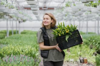 Schéma comparant un modèle centralisé de régulation et une organisation coopérative appliqués à l’encadrement d’établissements réglementés