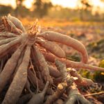 Le manioc contient des composés cyanogénétiques potentiellement toxiques. Découvrez comment les techniques traditionnelles permettent de le rendre sûr à la consommation.