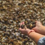 Gros plans sur des escargots de Bourgogne cuisinés au beurre persillé, présentés dans leur coquille, illustrant la tradition gastronomique française.