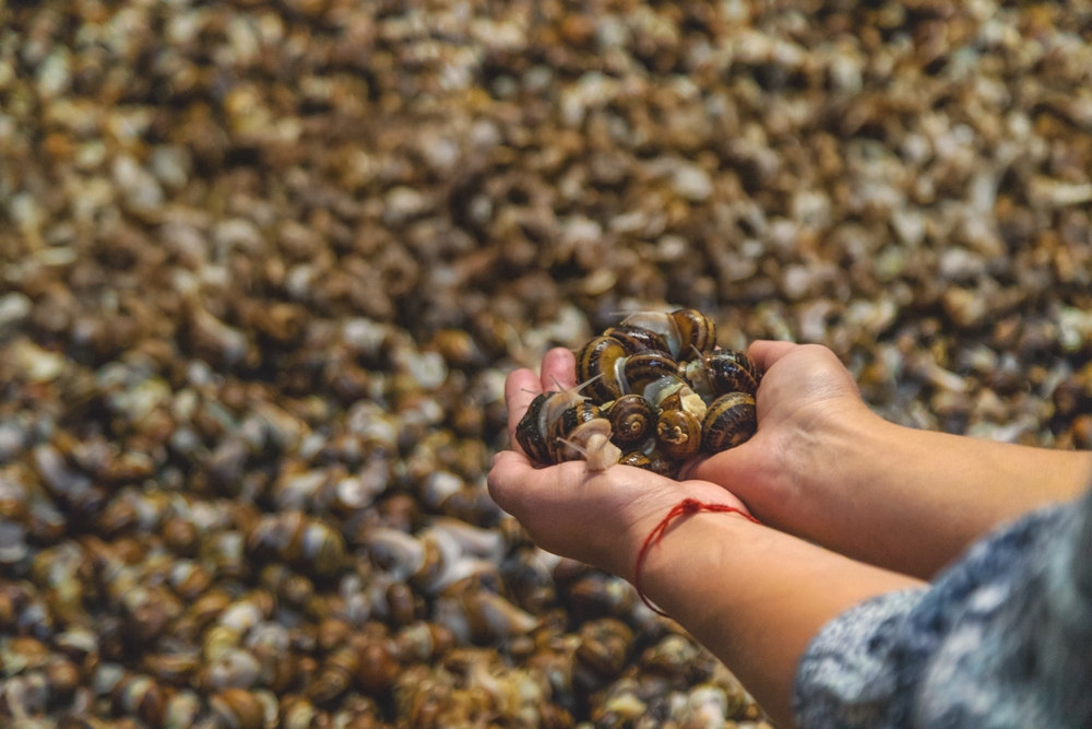 Gros plans sur des escargots de Bourgogne cuisinés au beurre persillé, présentés dans leur coquille, illustrant la tradition gastronomique française.