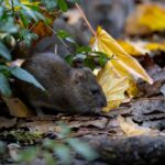 Groupe de rats dans une rue parisienne, symbole de la surpopulation de rongeurs et du risque sanitaire lié à l’hantavirus.