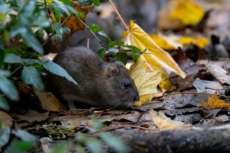 Groupe de rats dans une rue parisienne, symbole de la surpopulation de rongeurs et du risque sanitaire lié à l’hantavirus.