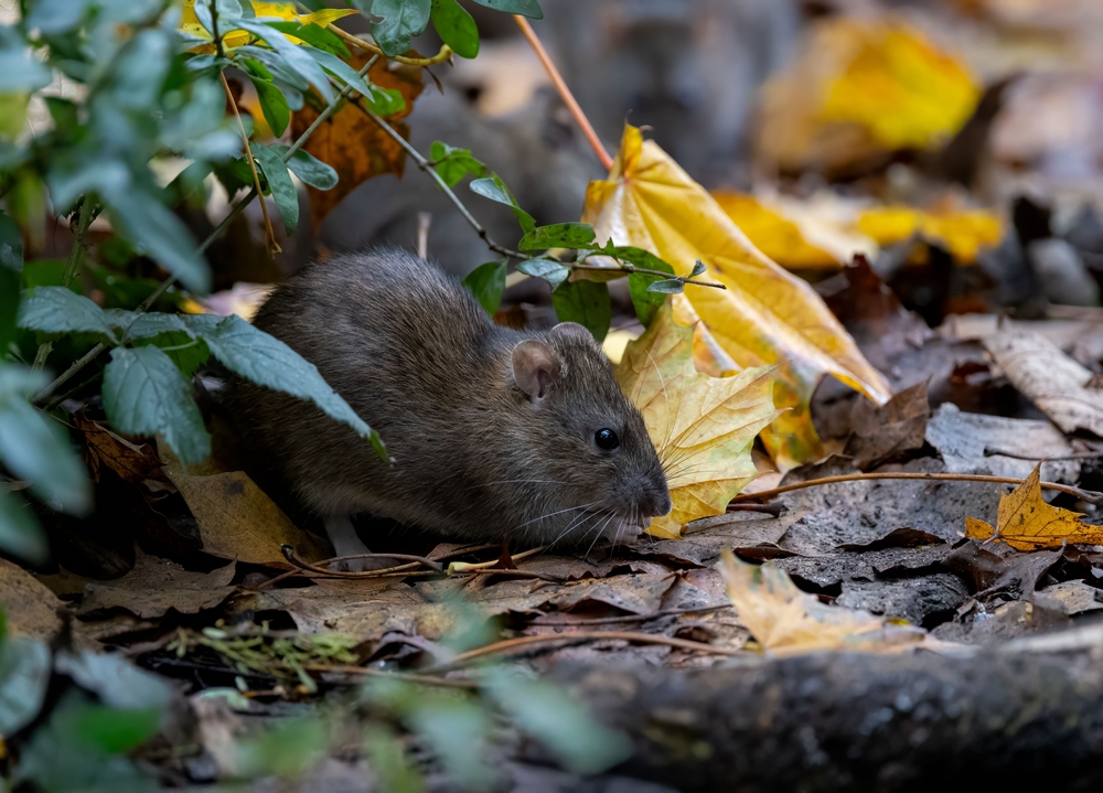 Groupe de rats dans une rue parisienne, symbole de la surpopulation de rongeurs et du risque sanitaire lié à l’hantavirus.