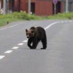 Ours en fuite à Fukushima au cœur d’une hausse des attaques au Japon