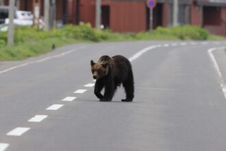 Ours en fuite à Fukushima au cœur d’une hausse des attaques au Japon