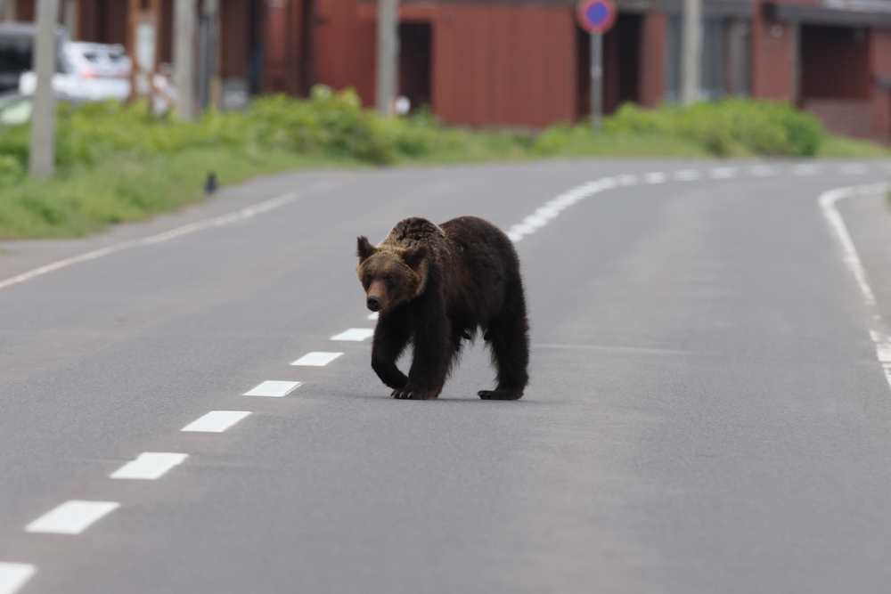 Ours en fuite à Fukushima au cœur d’une hausse des attaques au Japon