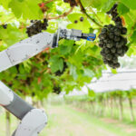 Robot viticole et outils numériques dans un vignoble en transition technologique