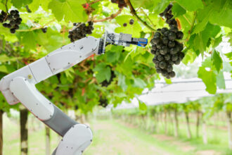 Robot viticole et outils numériques dans un vignoble en transition technologique