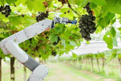 Robot viticole et outils numériques dans un vignoble en transition technologique
