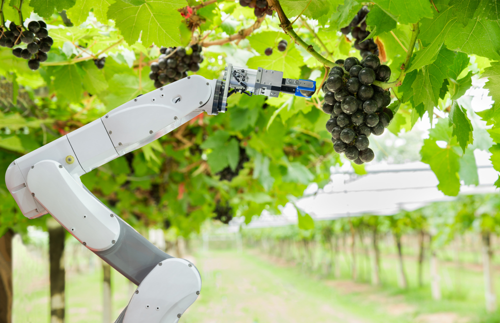 Robot viticole et outils numériques dans un vignoble en transition technologique