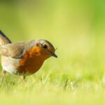 De plus en plus de Français se tournent vers l’observation des oiseaux, entre quête de nature, bien‑être, engagement écologique et science citoyenne.