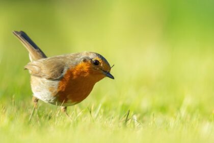 De plus en plus de Français se tournent vers l’observation des oiseaux, entre quête de nature, bien‑être, engagement écologique et science citoyenne.