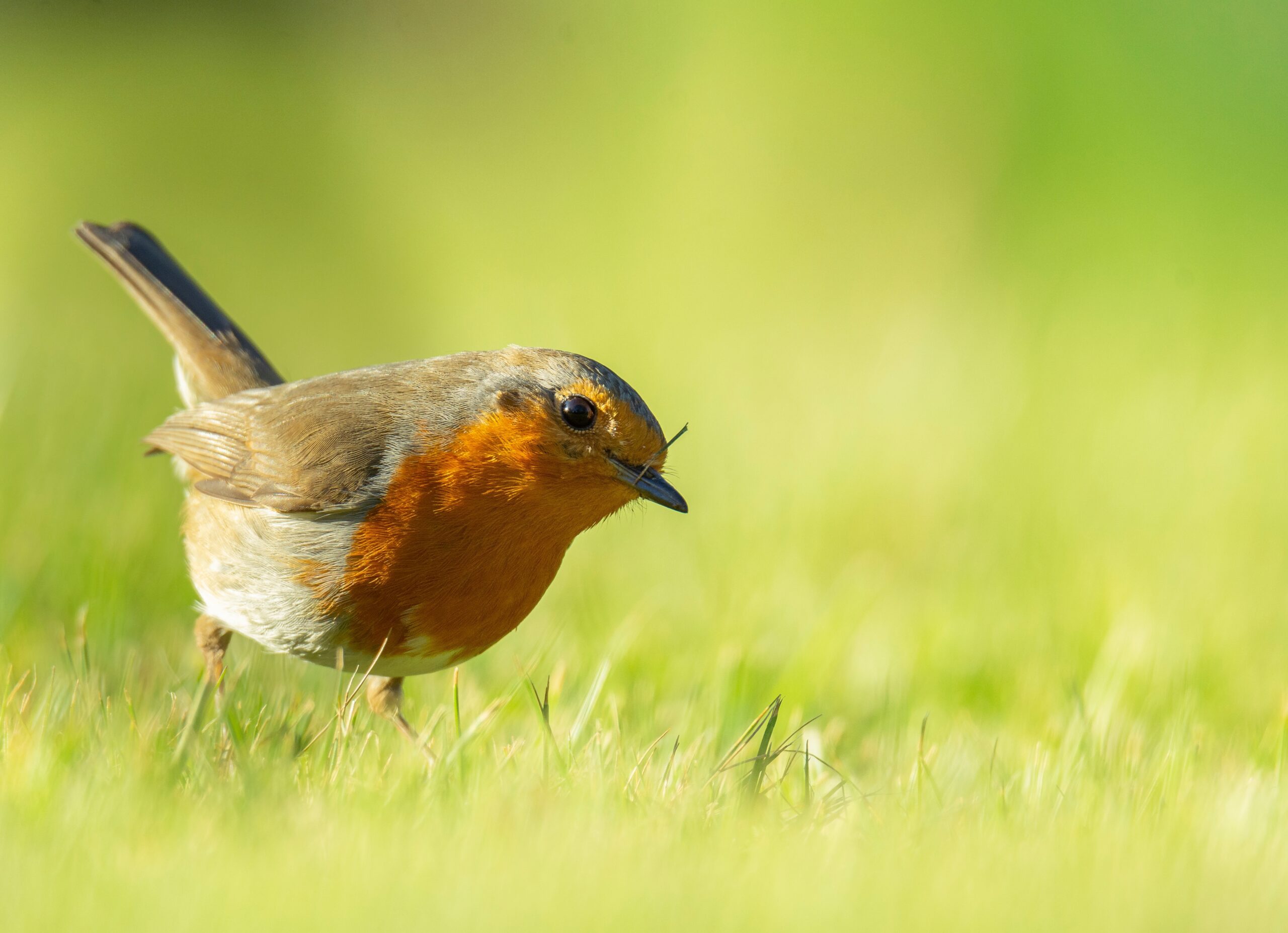 De plus en plus de Français se tournent vers l’observation des oiseaux, entre quête de nature, bien‑être, engagement écologique et science citoyenne.