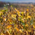 Les ressources agricoles se raréfient sous l’effet du climat, de la pression démographique et des tensions géopolitiques, menaçant la sécurité alimentaire mondiale.