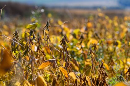 Les ressources agricoles se raréfient sous l’effet du climat, de la pression démographique et des tensions géopolitiques, menaçant la sécurité alimentaire mondiale.