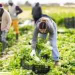 La sécurité alimentaire devient un enjeu géopolitique central, entre rareté des ressources, tensions climatiques et stratégies de puissance des États.