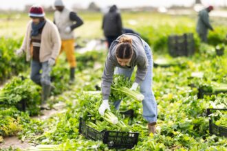 La sécurité alimentaire devient un enjeu géopolitique central, entre rareté des ressources, tensions climatiques et stratégies de puissance des États.