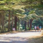 Marché forestier en France : l’actif refuge à l'épreuve du choc climatique