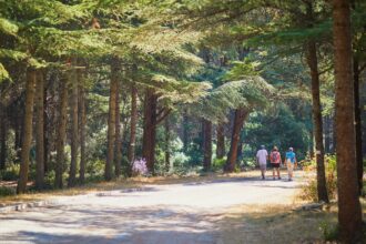 Marché forestier en France : l’actif refuge à l'épreuve du choc climatique