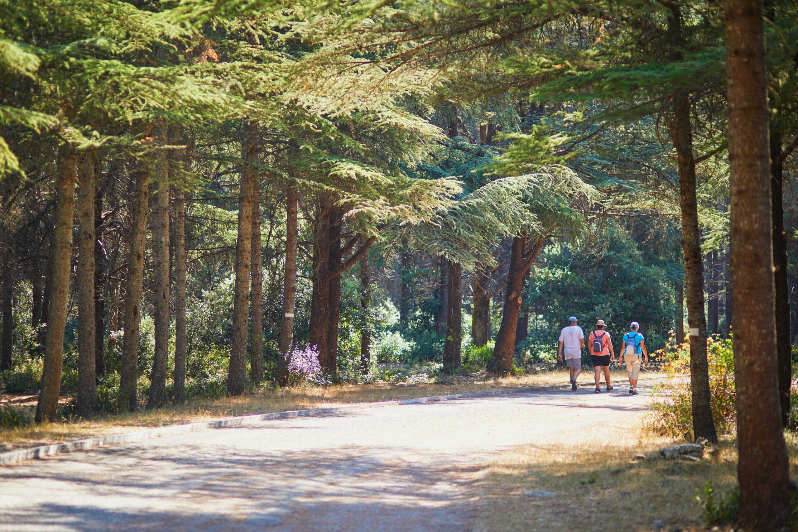Marché forestier en France : l’actif refuge à l'épreuve du choc climatique