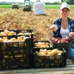 Pomme de terre : une hécatombe agricole à 400 millions d'euros
