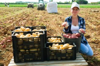 Pomme de terre : une hécatombe agricole à 400 millions d'euros