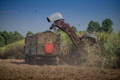 Prix du sucre 2026 : baisse globale mais marché sous tension