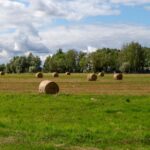 Agriculteurs sacrifiés : la trahison allemande