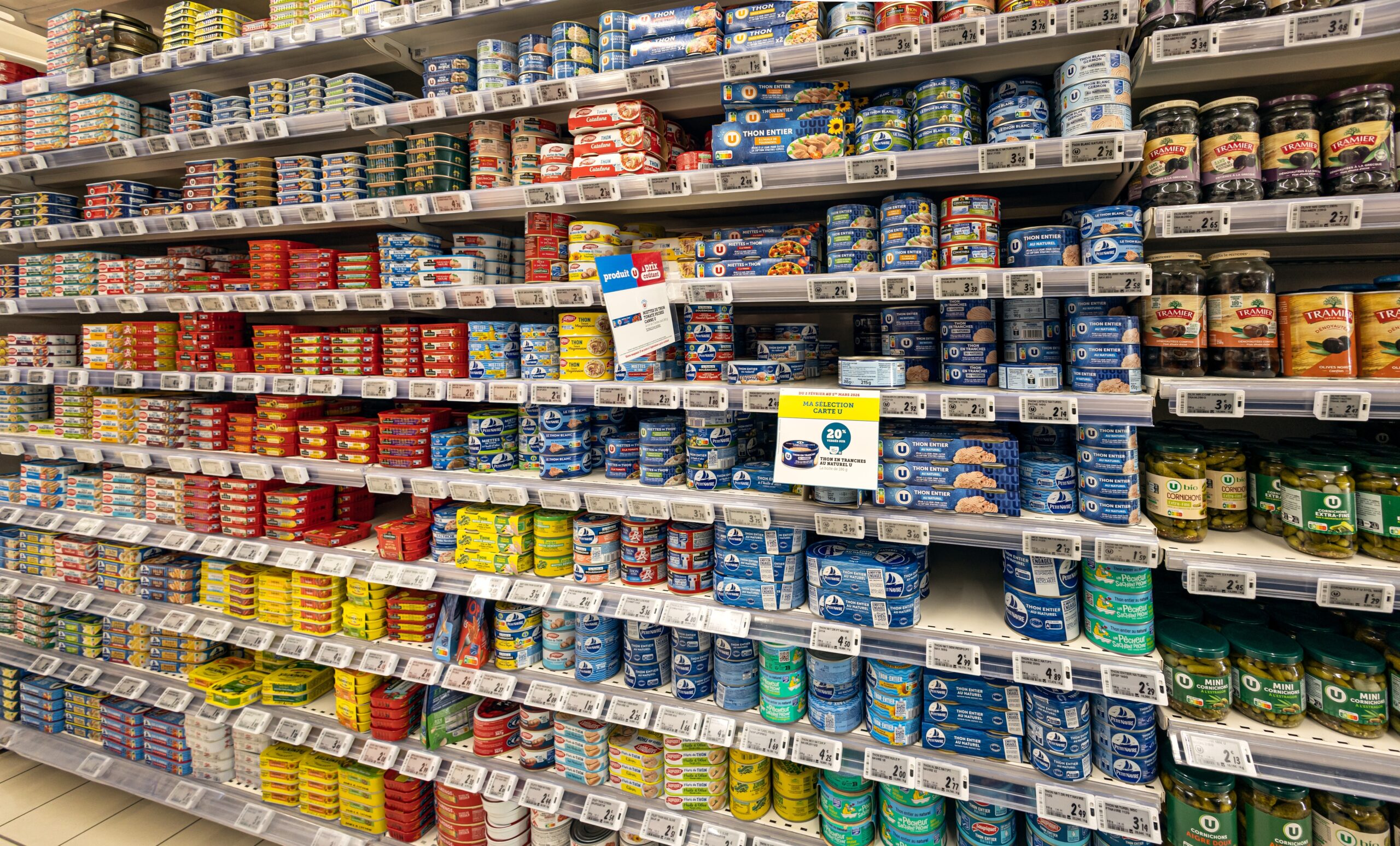 Rayons vides et krach halieutique : la sardine, révélateur de la fragilité de nos chaînes alimentaires