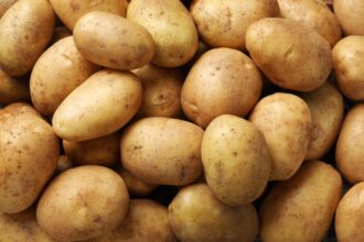Agriculture : la surproduction de pommes de terre menace l’équilibre des cours en France
