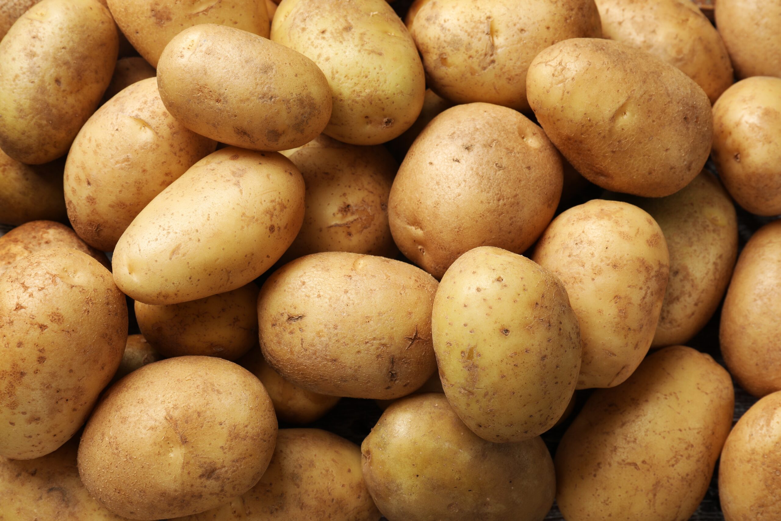 Agriculture : la surproduction de pommes de terre menace l’équilibre des cours en France