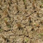 El Niño et énergie : l’Asie au bord du choc alimentaire