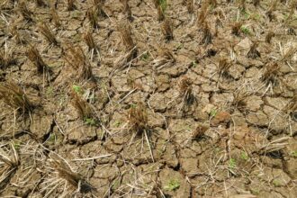 El Niño et énergie : l’Asie au bord du choc alimentaire