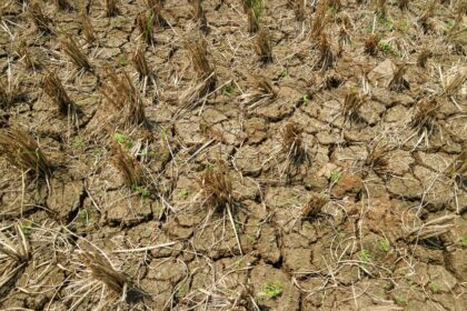El Niño et énergie : l’Asie au bord du choc alimentaire