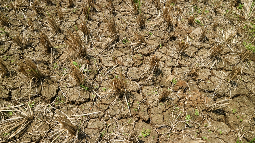 El Niño et énergie : l’Asie au bord du choc alimentaire